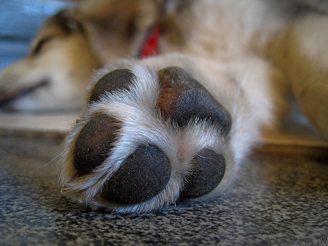 paw-697837_1280.jpg