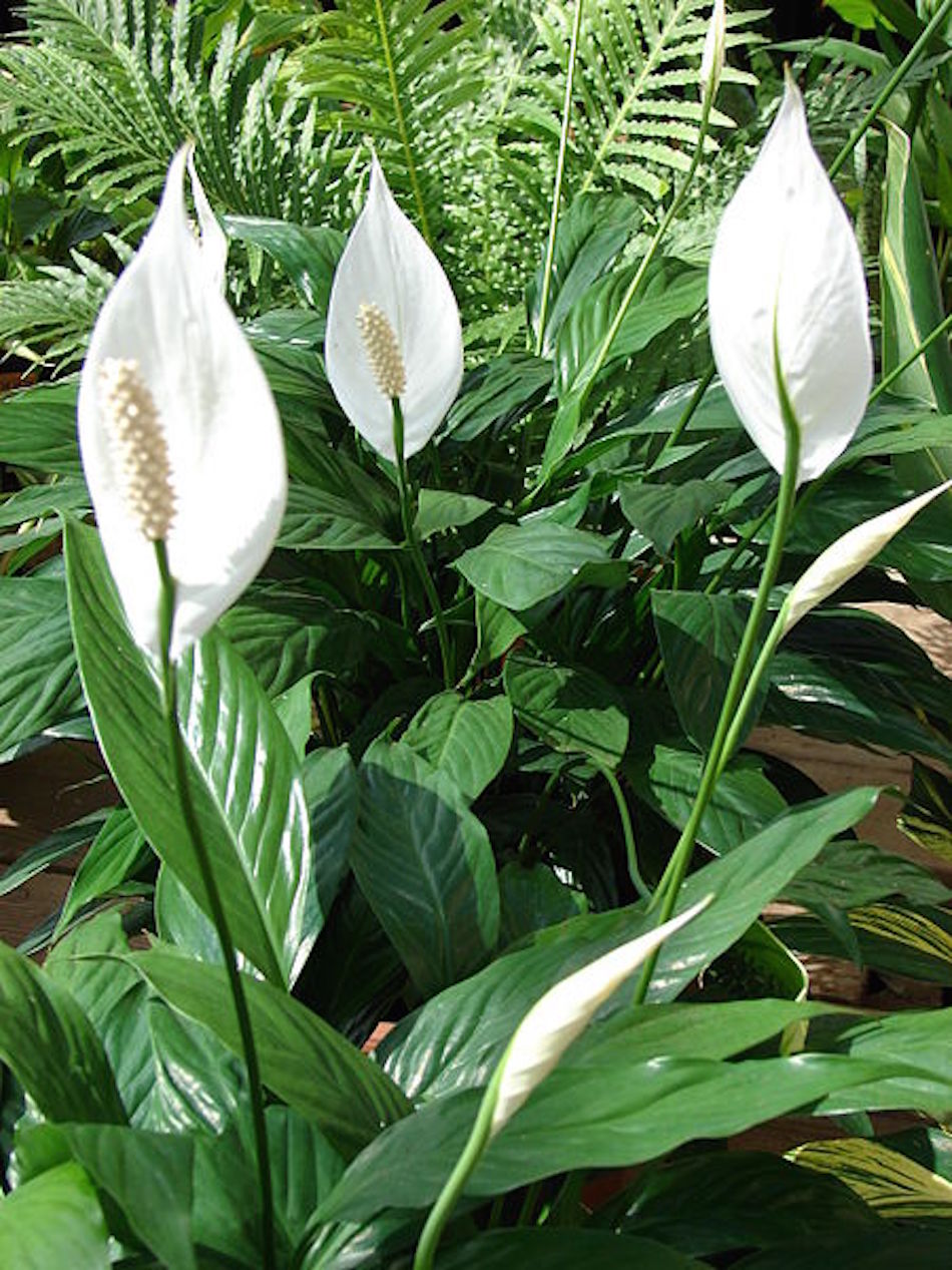 peace-lily.jpg