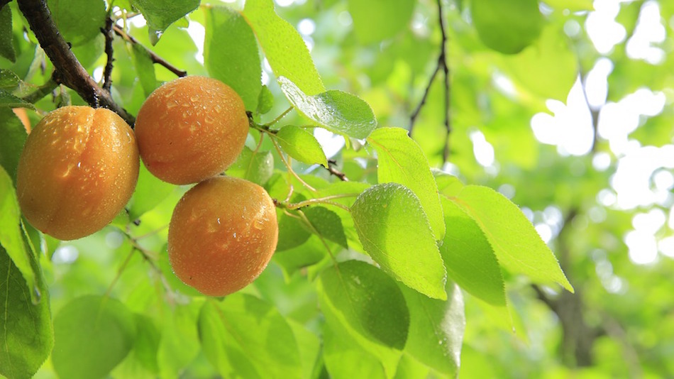 peach-leaf-dye.jpg