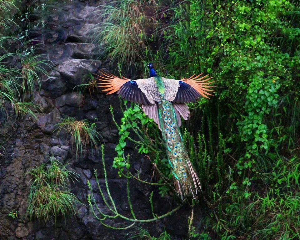peacock-1-1.jpg