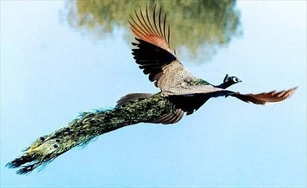 peacock-10.jpg peacock-10.jpg
