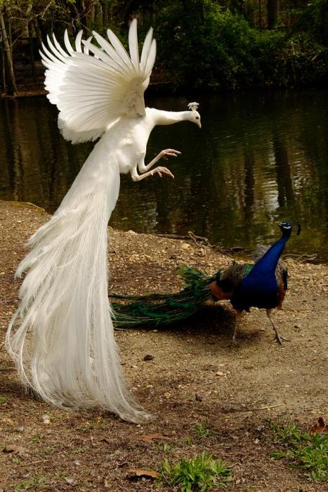 peacock-2.jpg