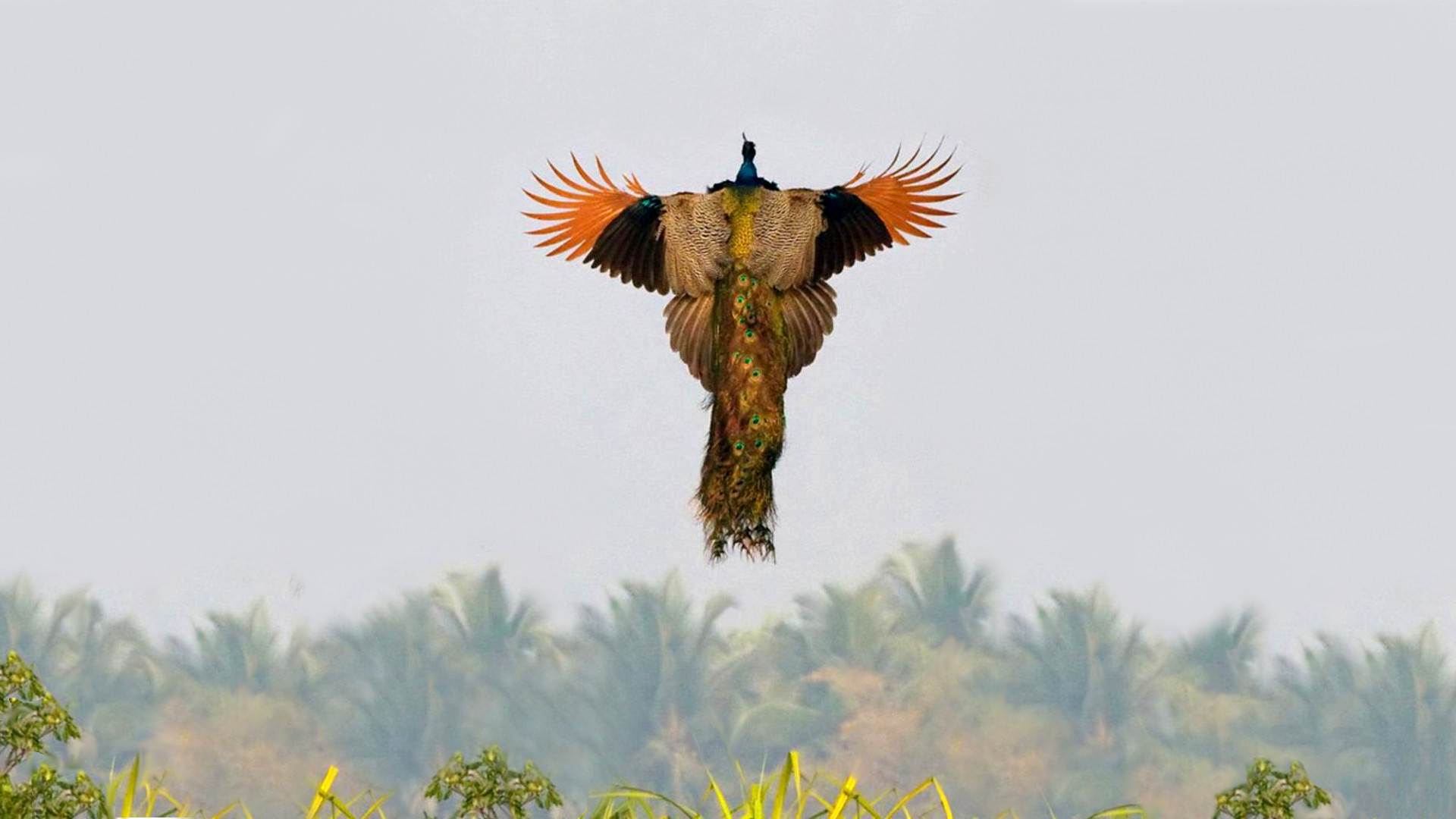 peacock-3.jpg