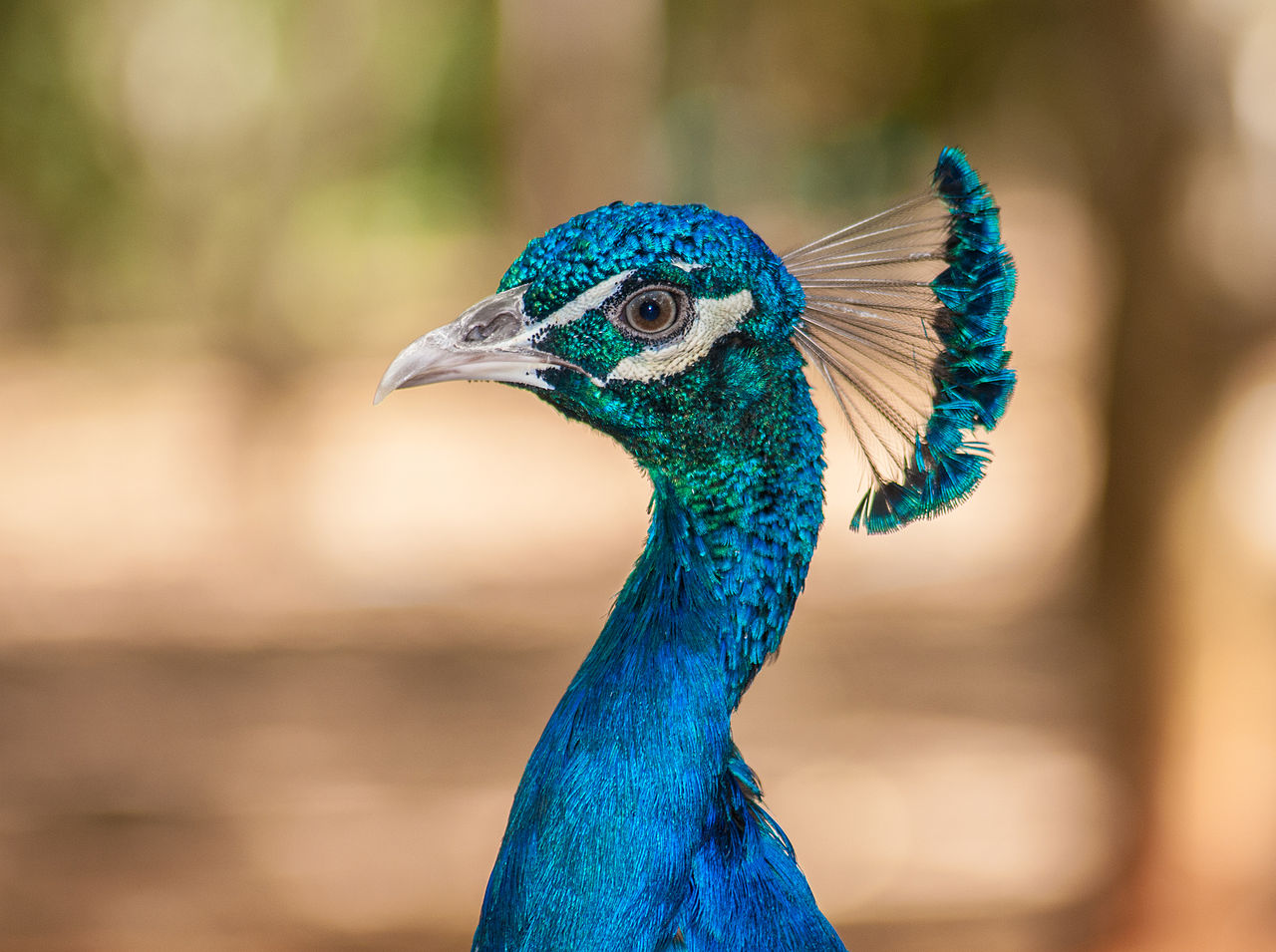 peacock-4.jpg