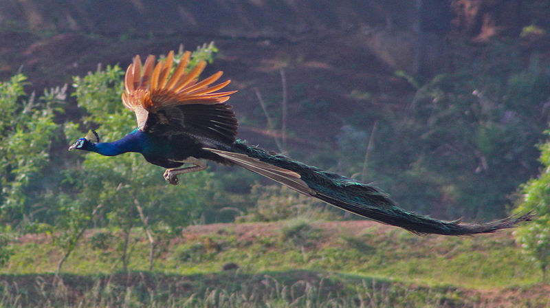 peacock-5.jpg