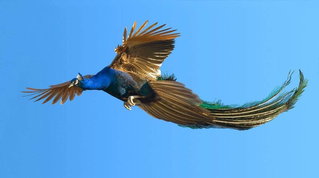 peacock-6.jpg