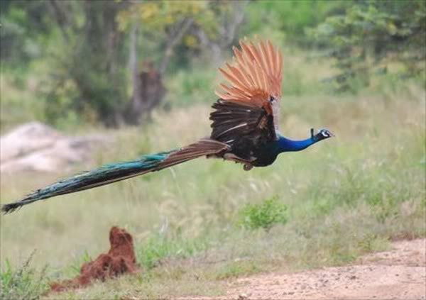 peacock-7.jpg