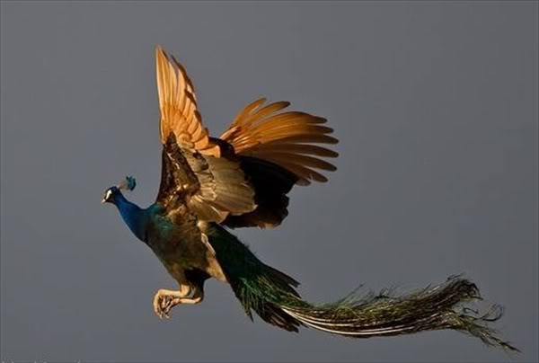 peacock-8.jpg