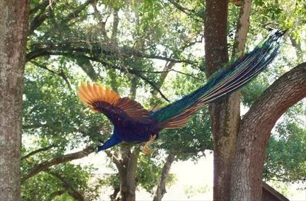 peacock-9.jpg