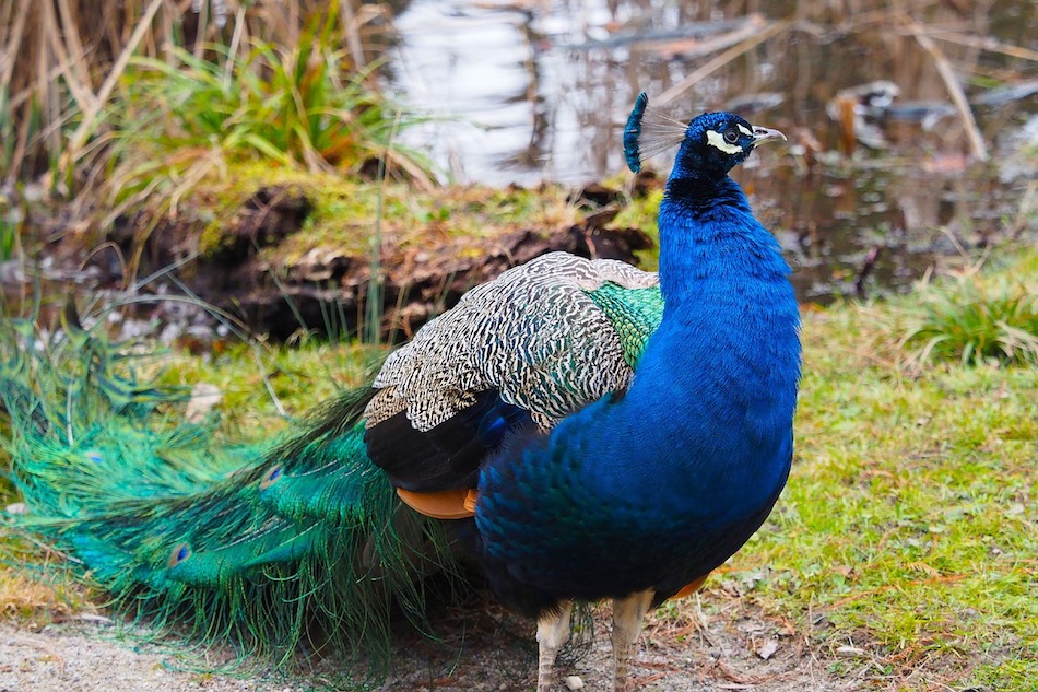 peacock-blue-2057348_1280.jpg