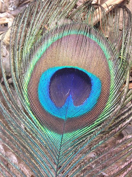 peacockery.jpg