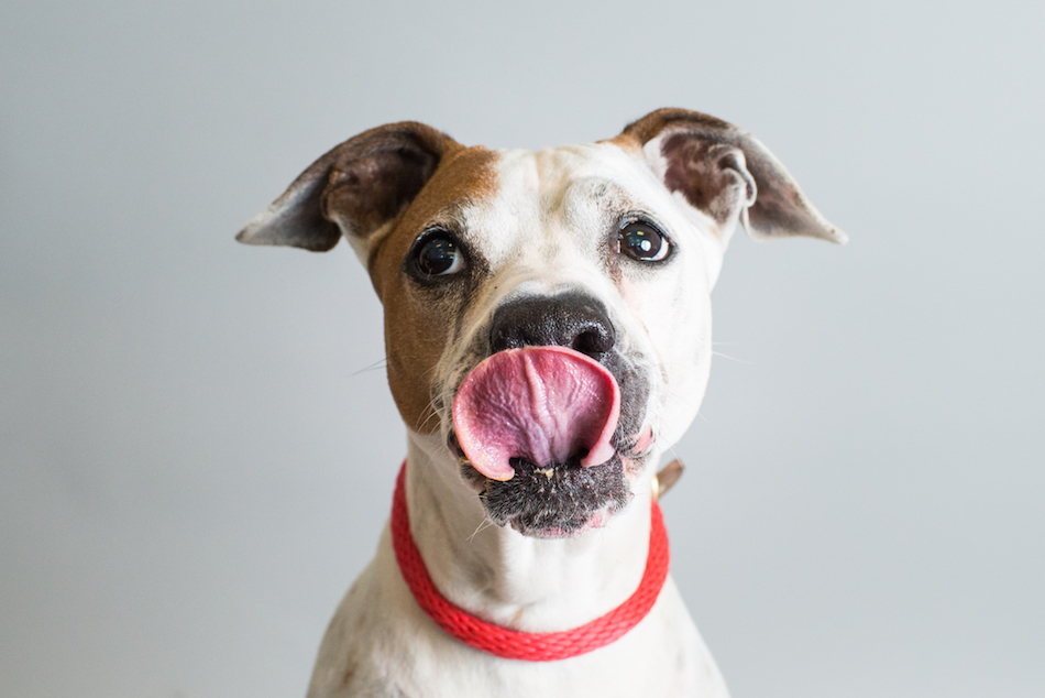 peanut-butter-dogs-2.jpg