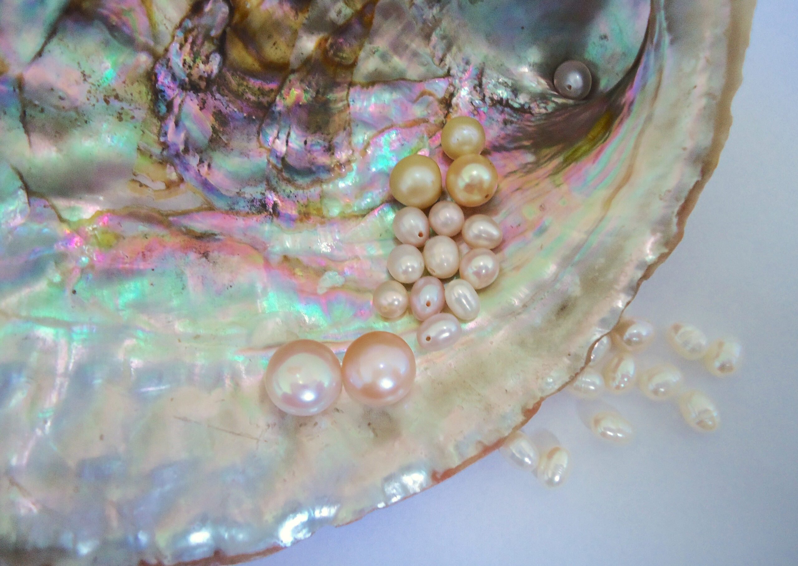 pearl1-1.jpg pearl1-1.jpg
