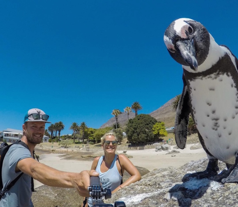 penguin.jpg