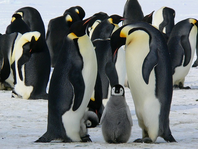 penguins-429128_640-1.jpg