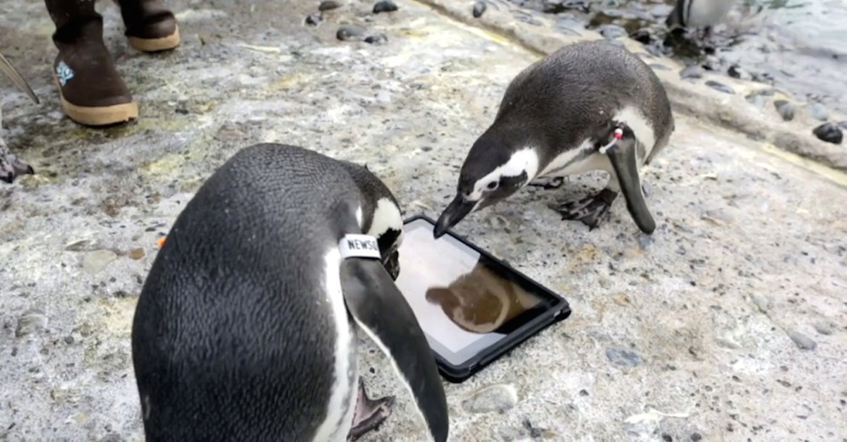 penguins play with ipad