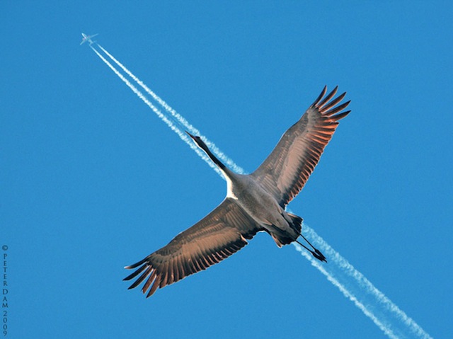 perfectanimalshots05.jpg