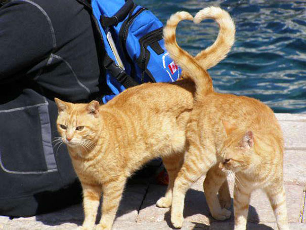 perfectly-timed-photos-291.jpg