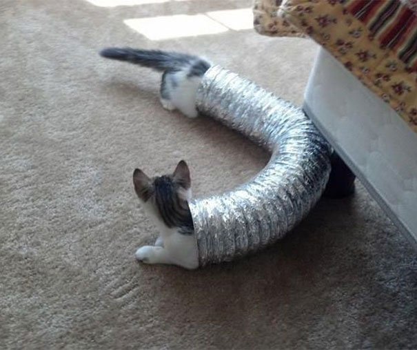 perfectly-timed-photos-301.jpg