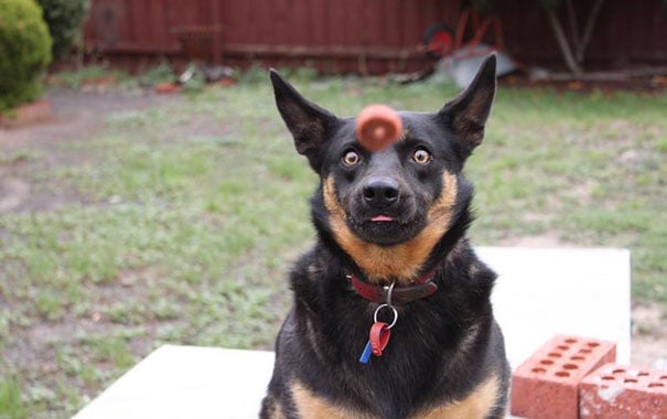 perfectly-timed-photos-63.jpg