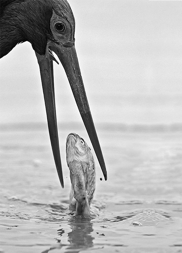 perfectly-timed-photos-74.jpg