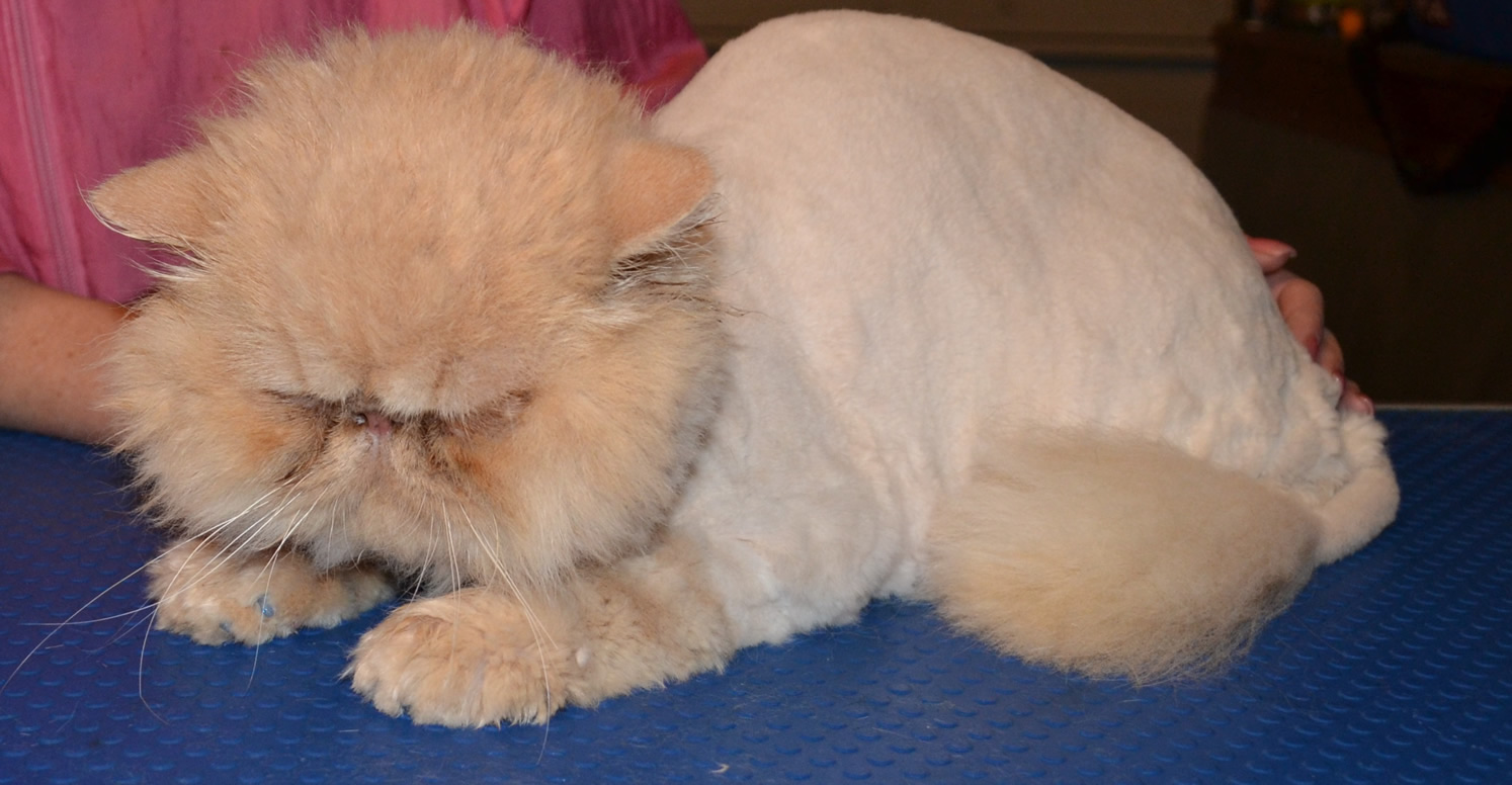 persian-cat-haircut-gallery-kylies-cat-grooming-services-part-50-picture.jpg