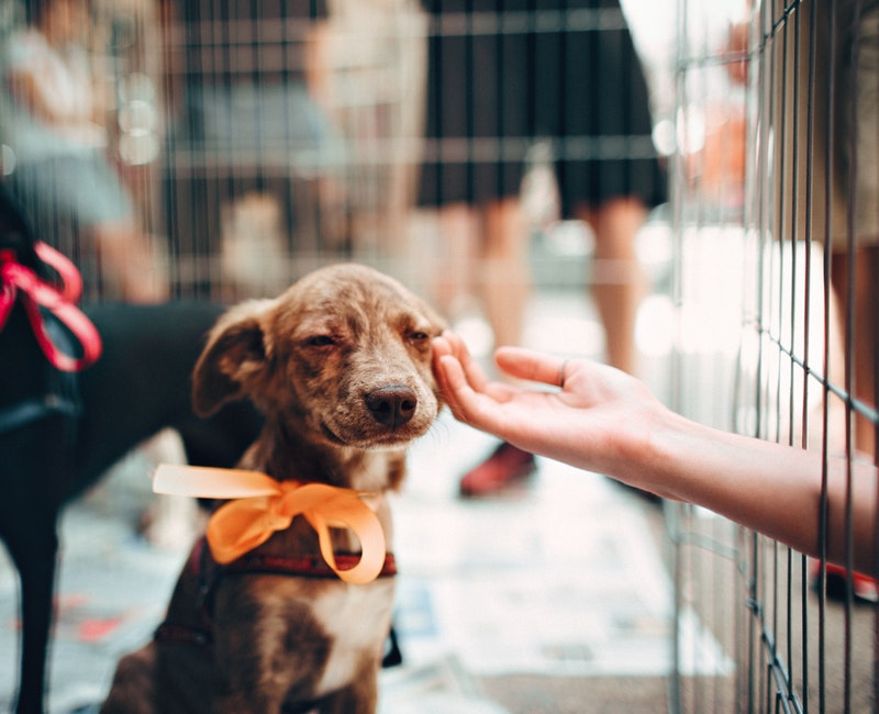 person-touching-brown-puppy-1904105.jpg