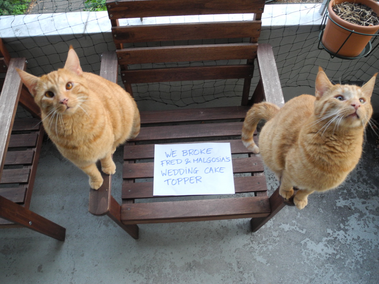 pet-cat-shaming-broke-wedding-cake.jpg