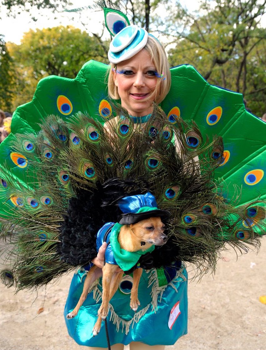 pet-costume-1.jpg