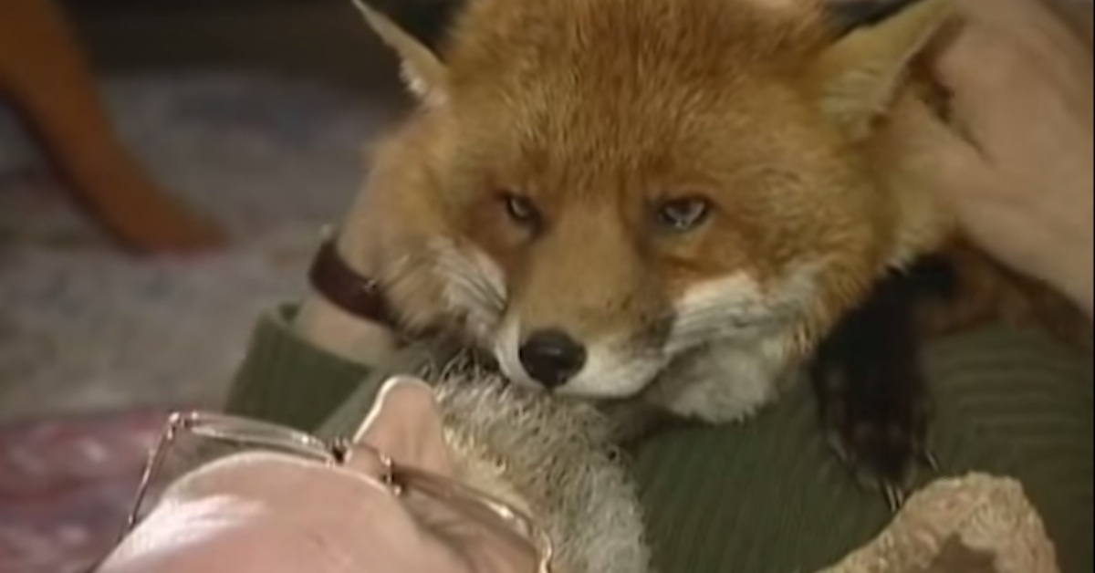 pet fox