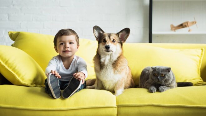boy sitting on yellow sofa with welsh corgi dog and scottish fold cat