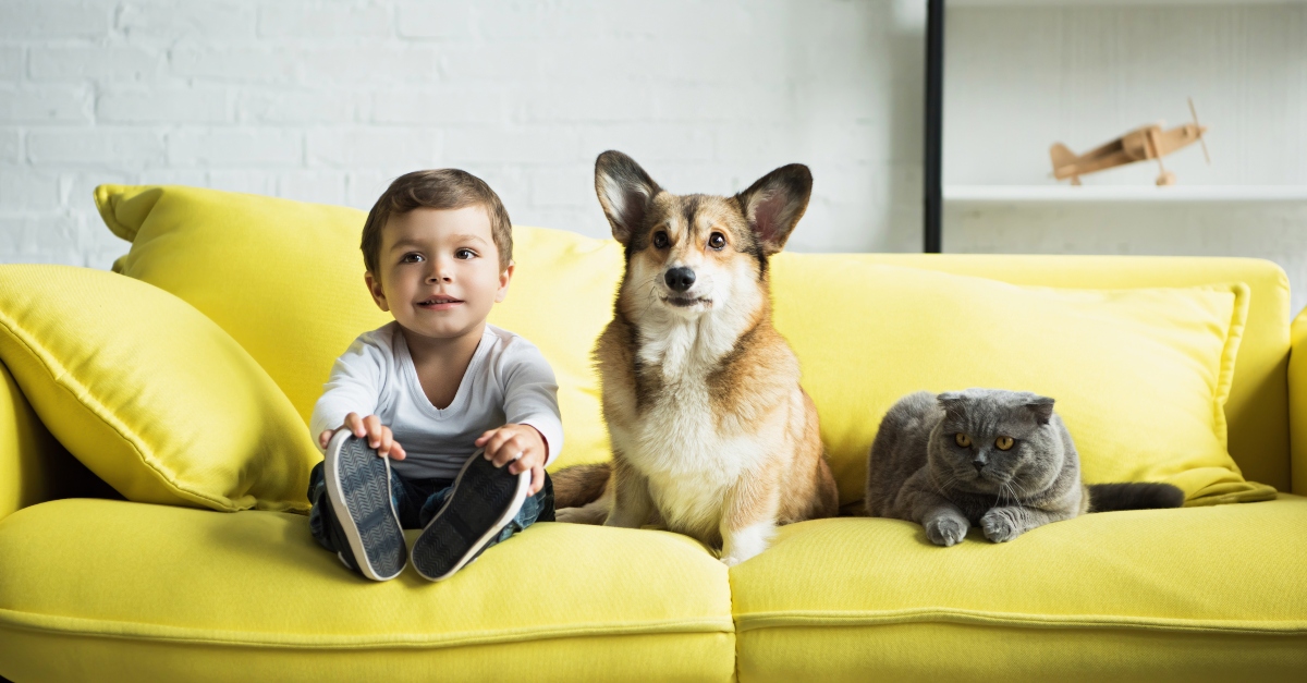 boy sitting on yellow sofa with welsh corgi dog and scottish fold cat