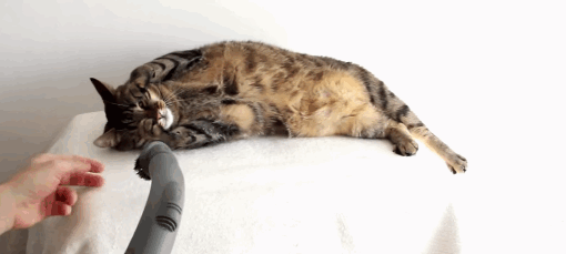 pet.gif