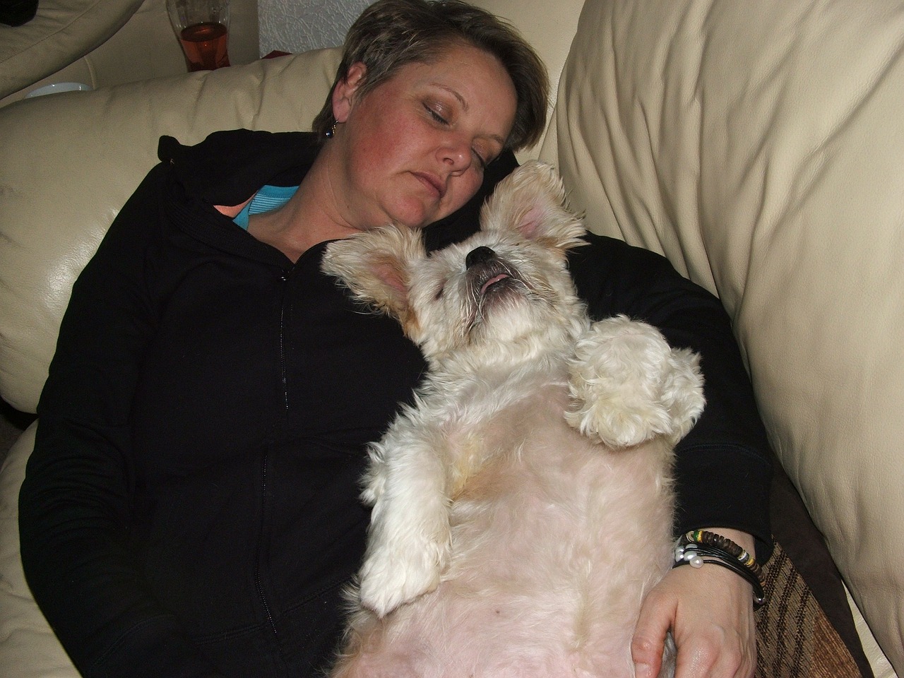 pets-89726_1280.jpg pets-89726_1280.jpg