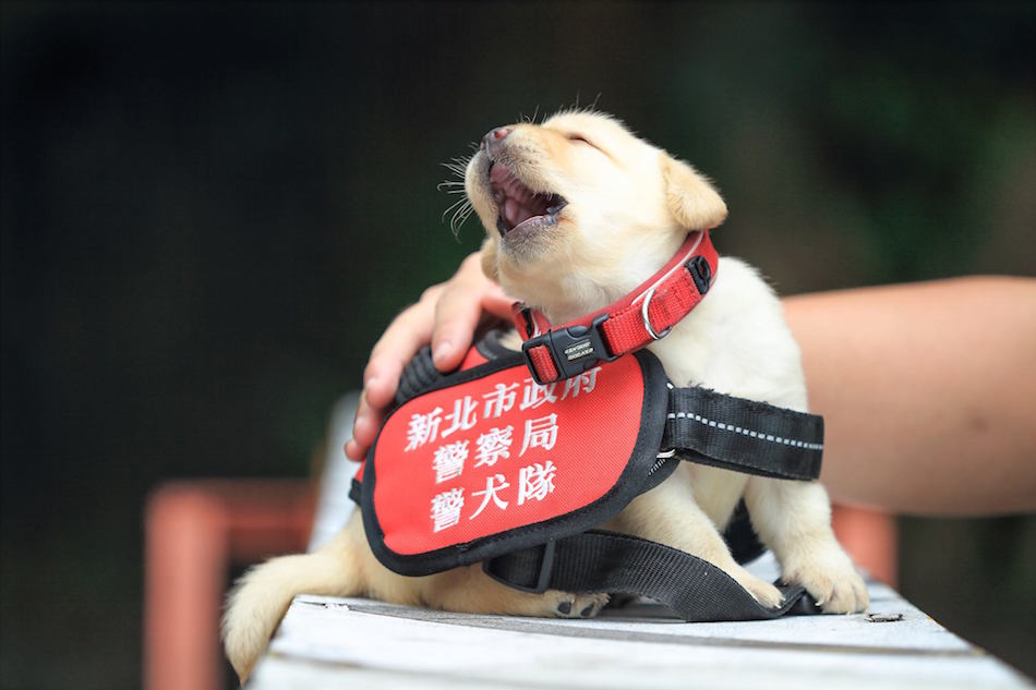 pets.jpg