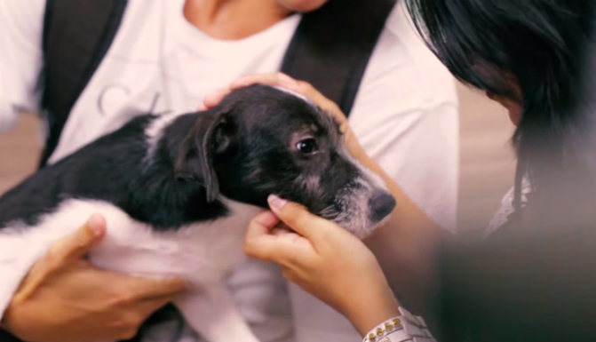 petstorepuppyswap.jpg
