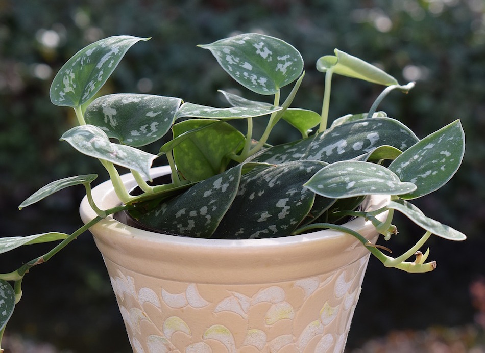 philodendron.jpg