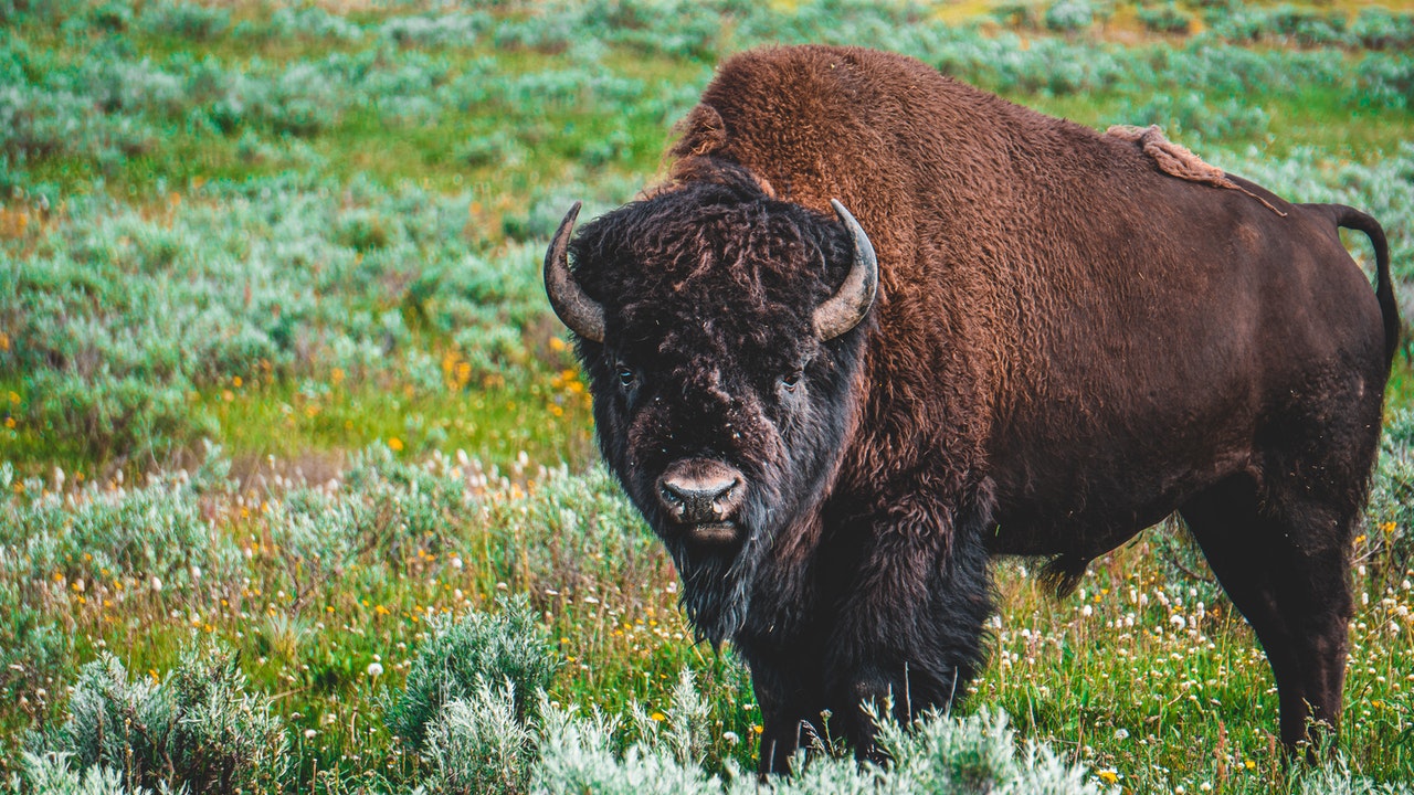 photo-of-bison-on-grass-field-2666609.jpg