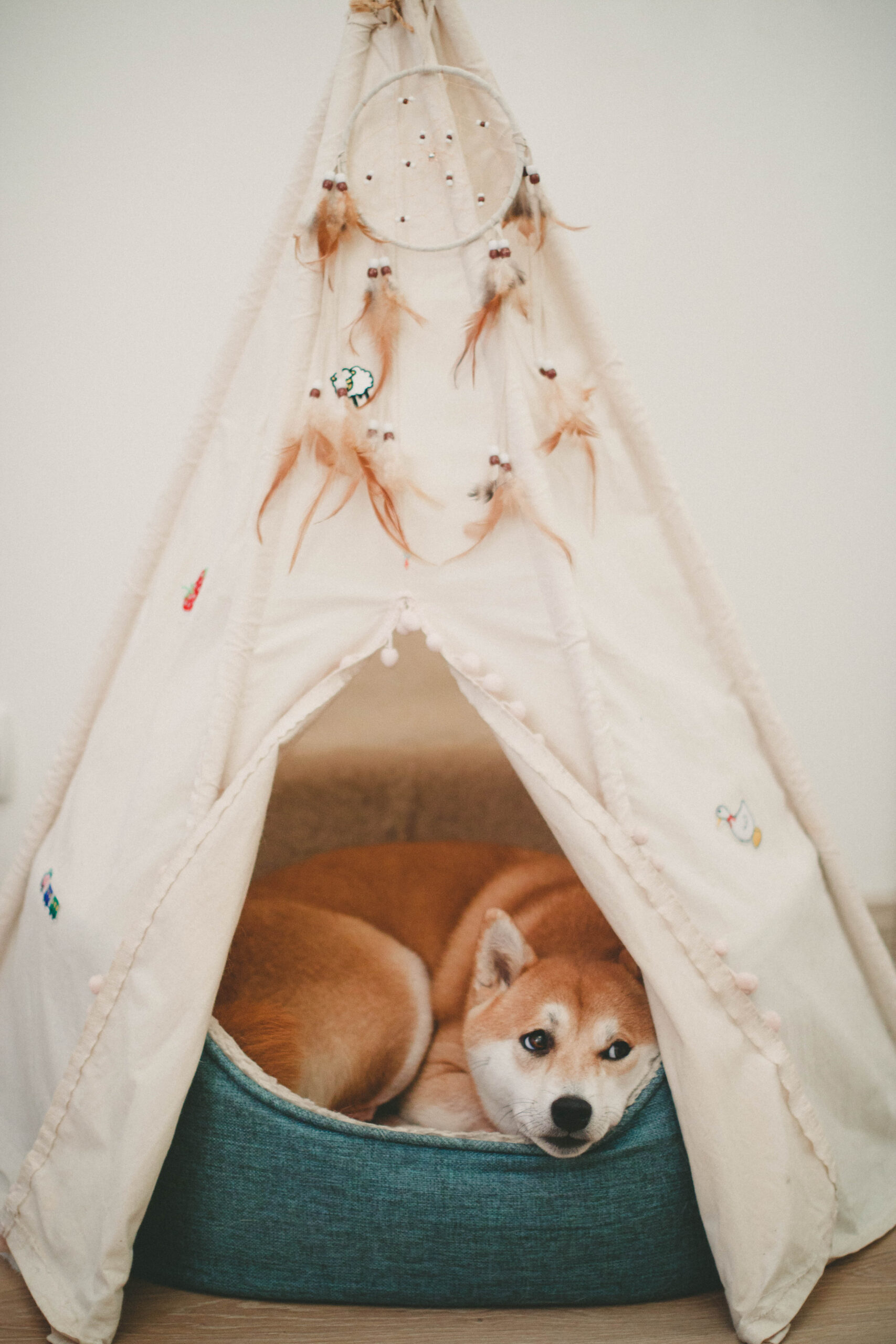 photo-of-dog-lying-on-bed-1839753-1.jpg