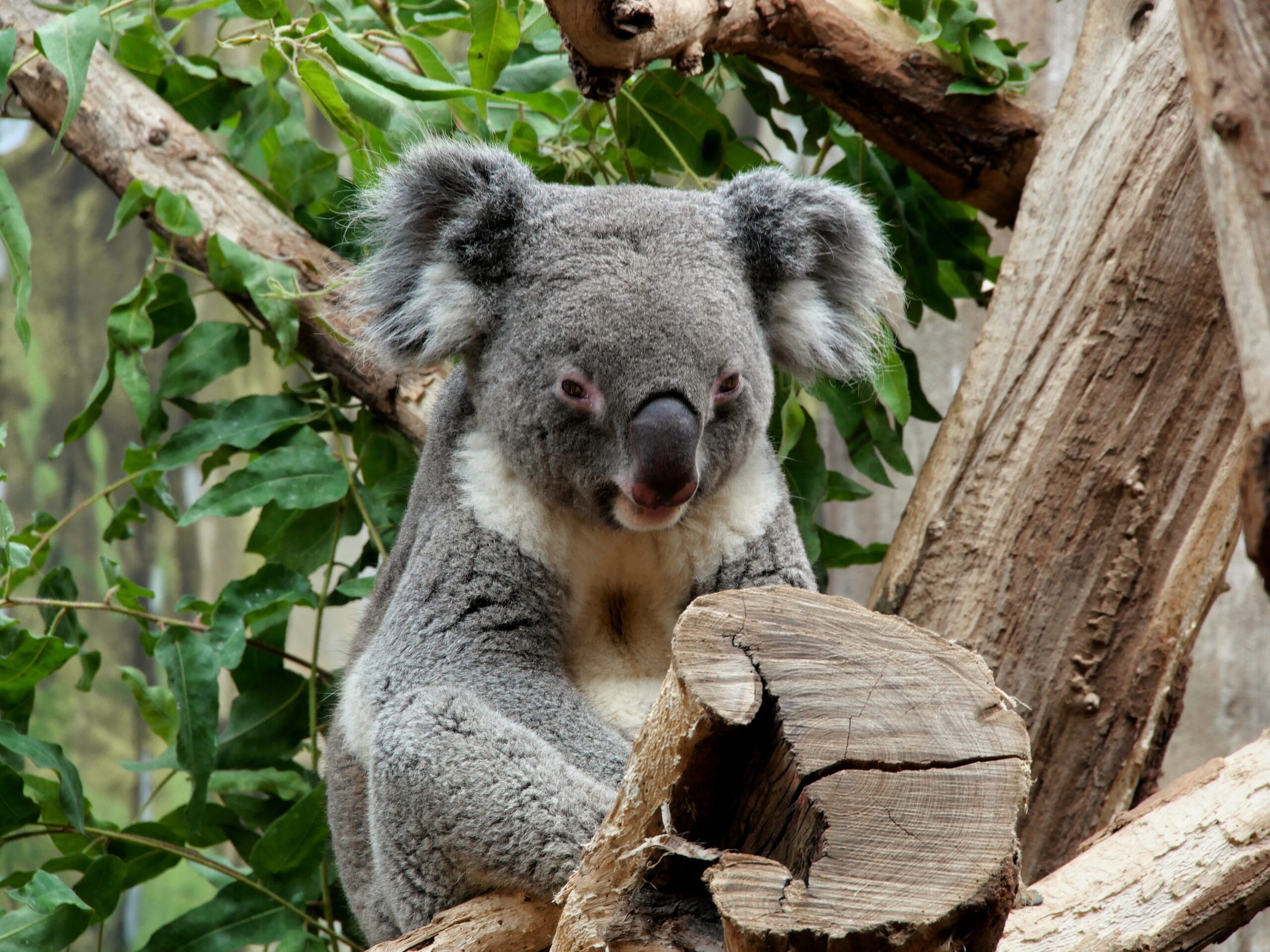 photo-of-gray-koala-2942778.jpg