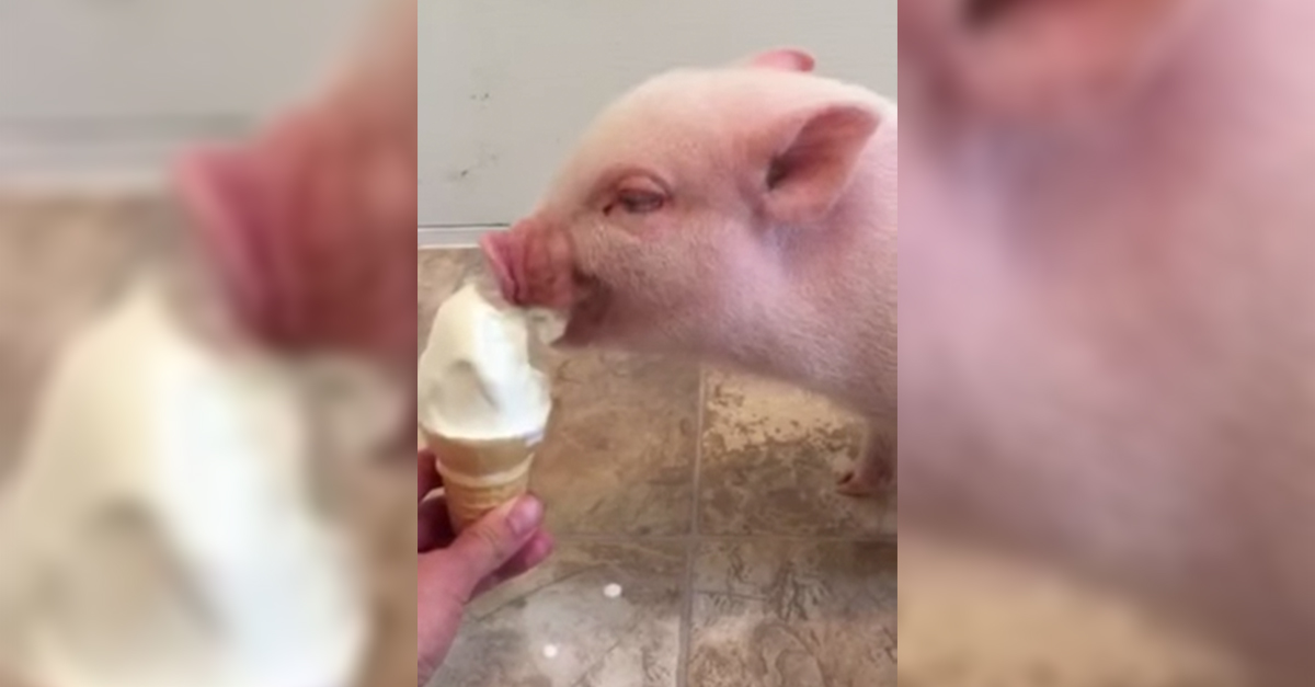 pickle-mini-pig-eats-ice-cream