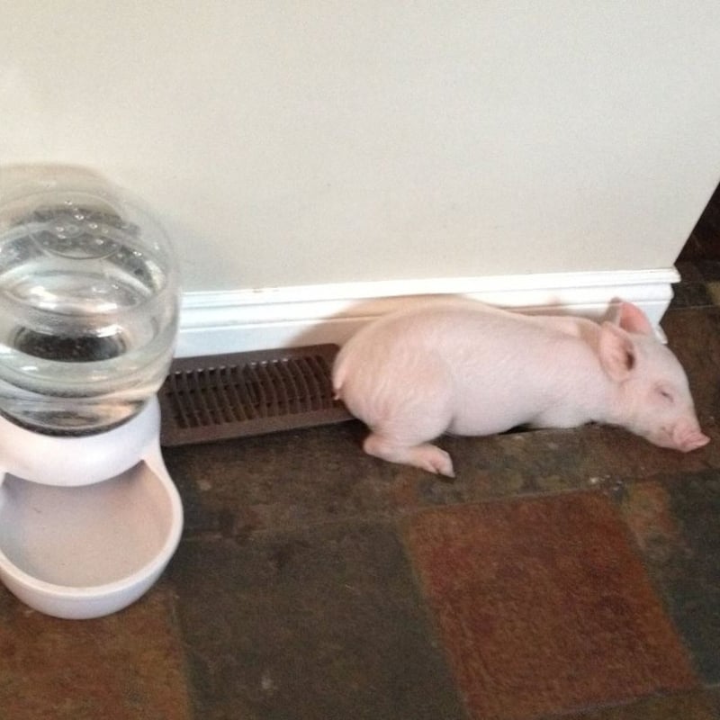 pig2.jpg pig2.jpg