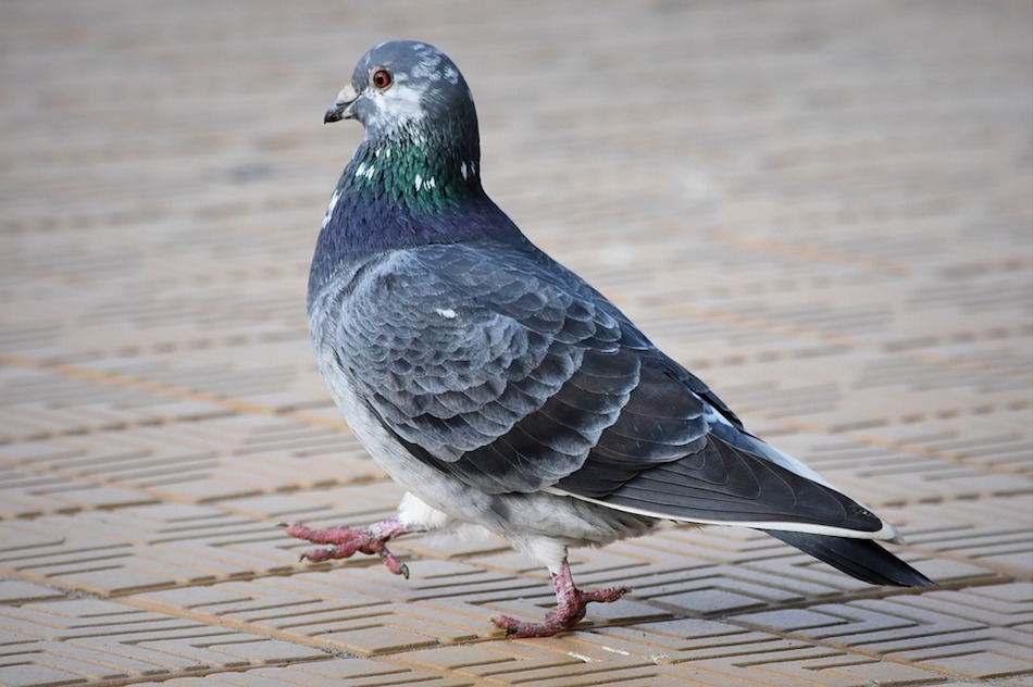 pigeon.jpg