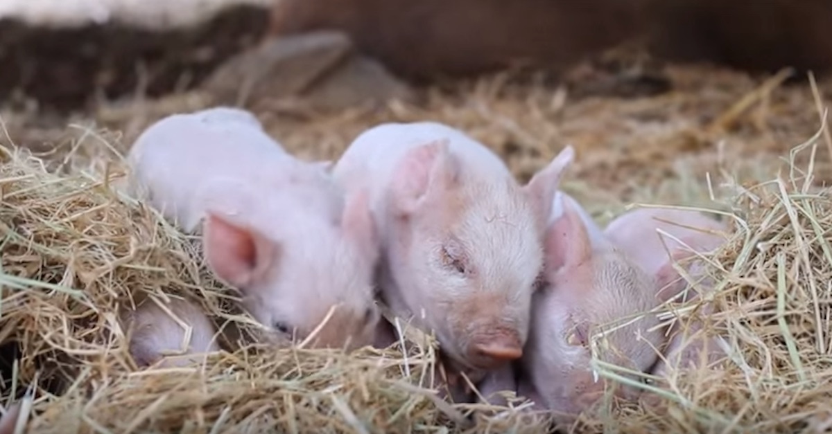 piglets