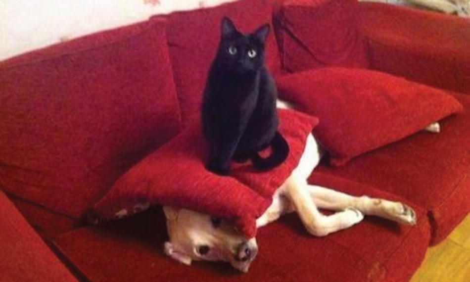 pillow-1.jpg
