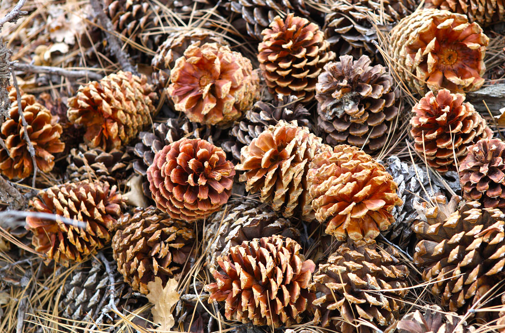 pine-cones.jpg