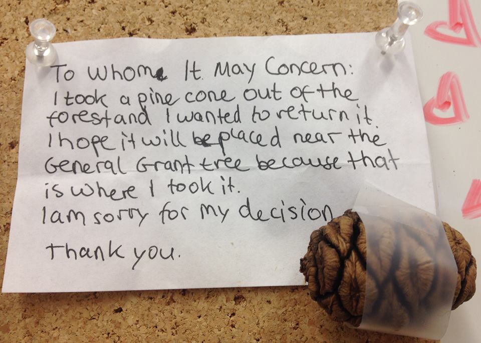 pinecone-1.jpg