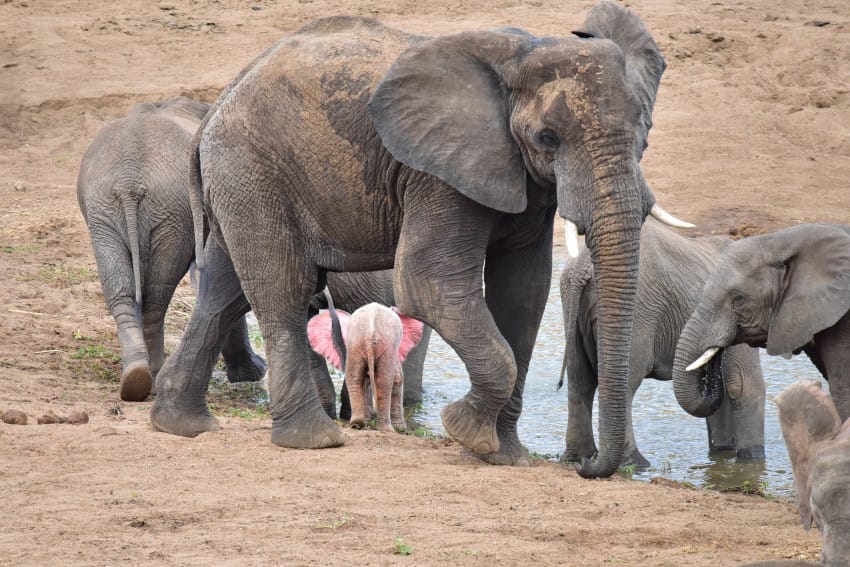 Pink Elephant