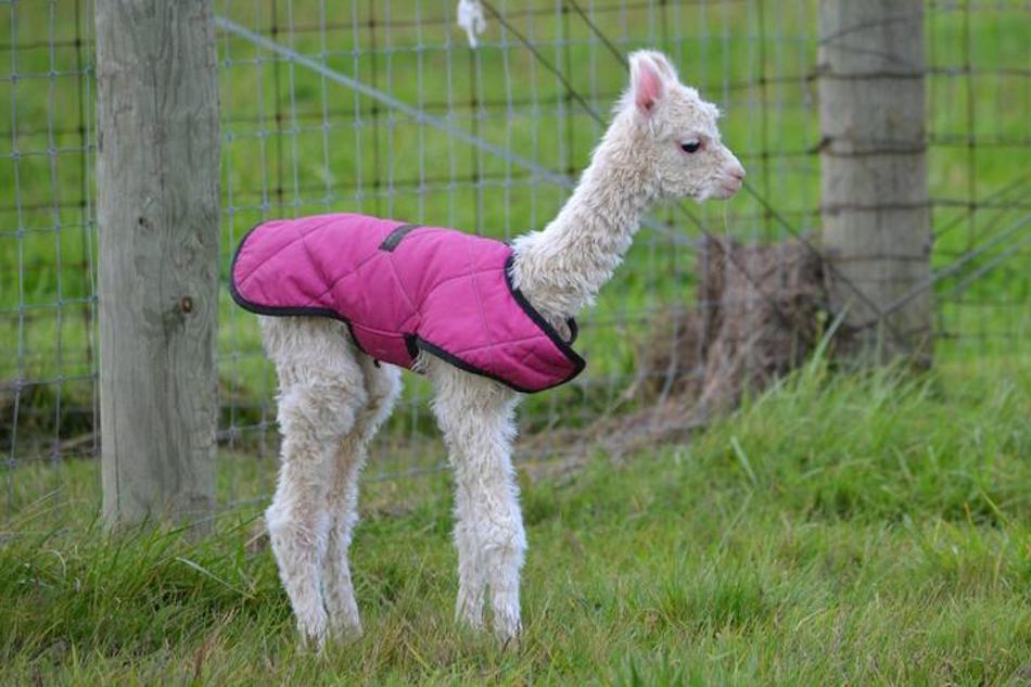 pink-vest.jpg