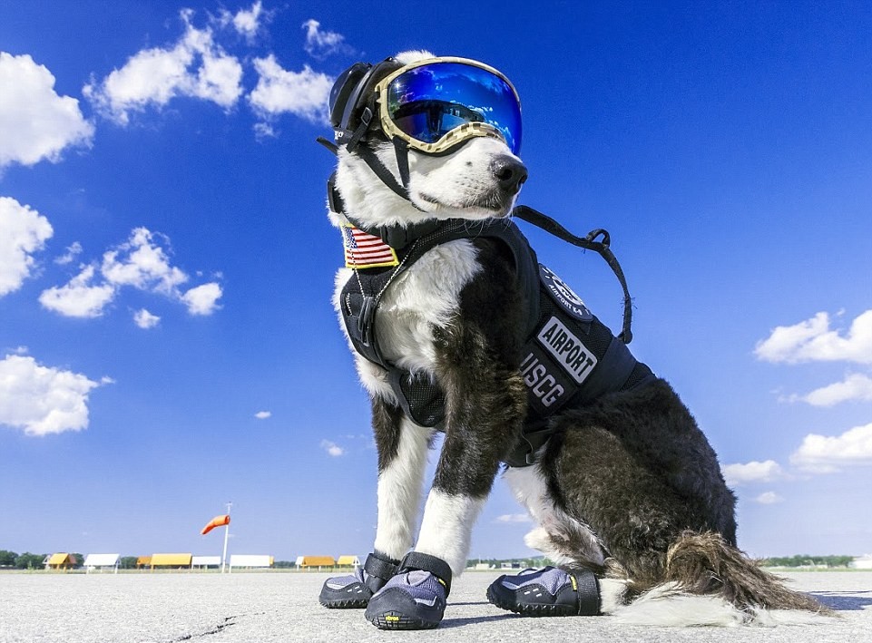 piper-airport-dog-2-e1456265221237.jpg